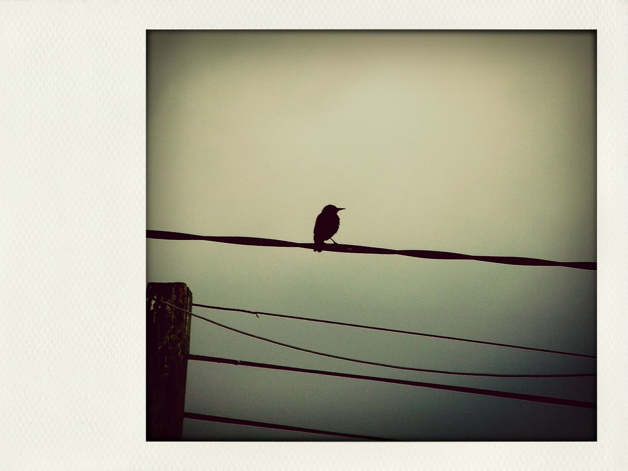 bird, animal themes, perching, one animal, animals in the wild, wildlife, low angle view, clear sky, silhouette, copy space, full length, cable, built structure, power line, day, no people, architecture, perched, outdoors, auto post production filter