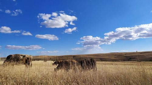 Hay bales on field against sky