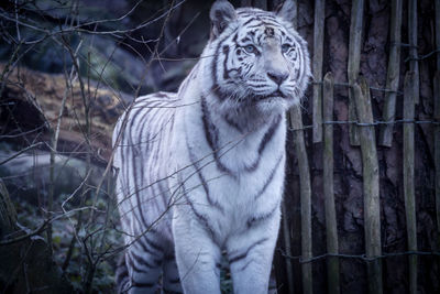 Close-up of tiger