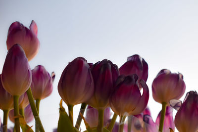 Close-up of tulips against sky