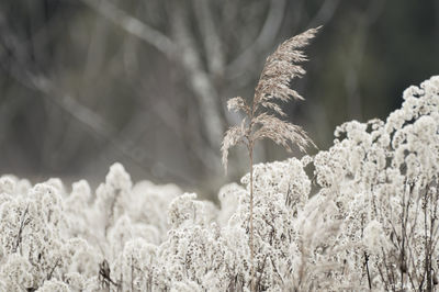 Close-up of snow covered plants