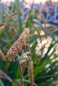 Close-up of lizard on plant