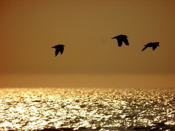 Silhouette birds flying over sea against sky