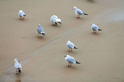 Seagulls walking on seashore. black-headed gulls, walking on sandy beach. chroicocephalus ridibundus