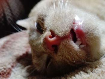 Close-up of dog sleeping