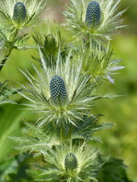 Close-up of dandelion on plant