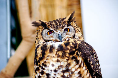 Close-up portrait of owl