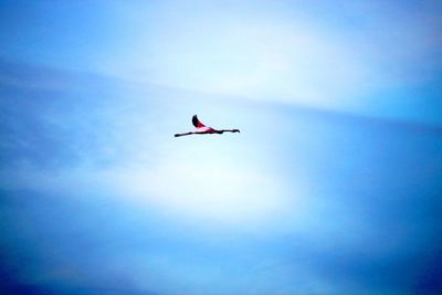 Low angle view of bird flying in sky