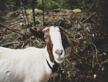 Portrait of goat on field