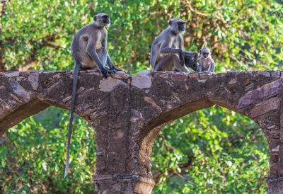 Two people sitting on tree in forest