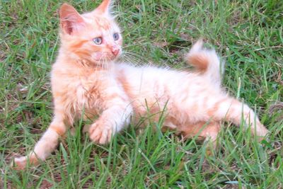 Portrait of ginger cat on field