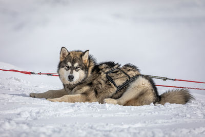 Dog sitting on snow covered field