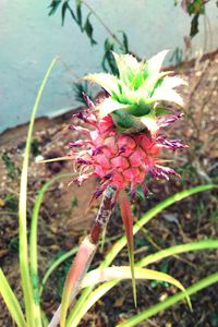 Close-up of honey bee on flower