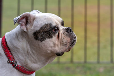 Close-up of dog looking away