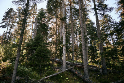 Low angle view of pine trees in forest