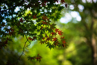 Low angle view of maple leaves on tree