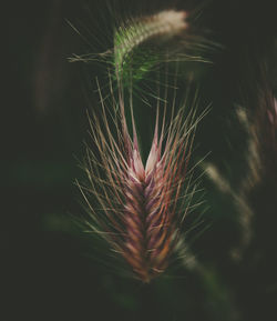 Close-up of dandelion on plant