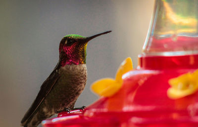 Close-up of hummingbird perching on birdfeeder