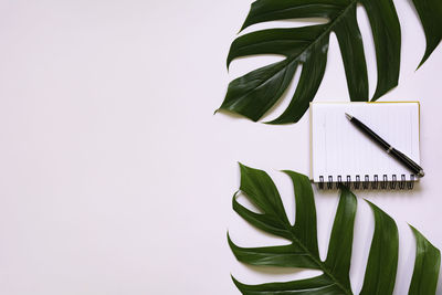 Potted plant on table against white background