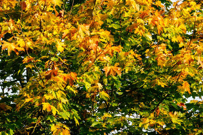 Autumn leaves on tree