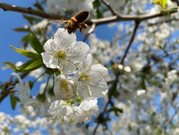 Close-up of cherry blossoms on tree