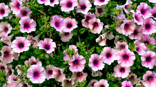 Close-up of pink flowers blooming in park