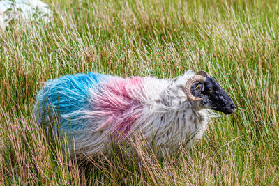 Scottish black faced sheep painted with red and blue paint among the grass, spring day in ireland