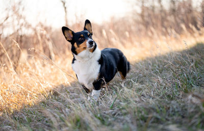 Dog looking away on field