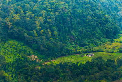 High angle view of trees in forest