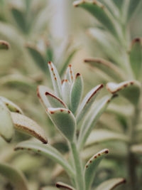 Close-up of plants