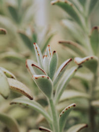 Close-up of green plants