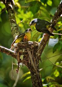 Bird feeding young ones in nest