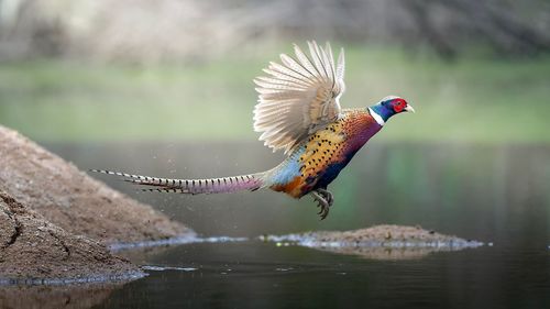 Close-up of pheasant flying over lake