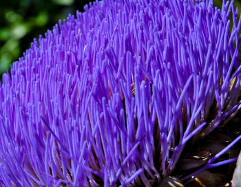 Close-up of purple flowering plant