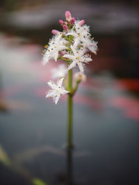 Close-up of flowers growing outdoors