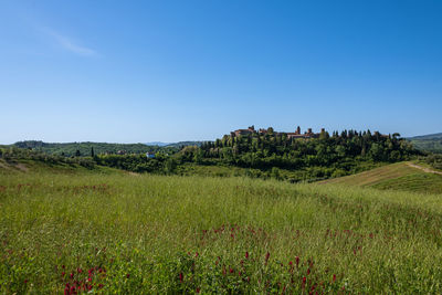 Scenic view of agricultural field against clear blue sky