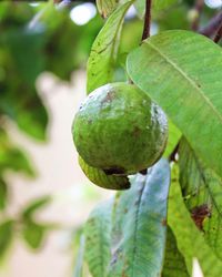 Close-up of lemon growing on tree