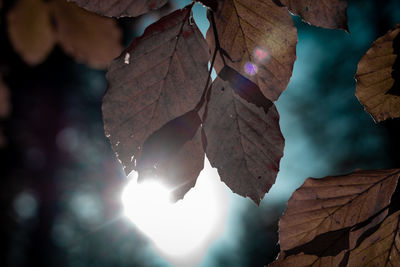 Close-up of autumnal leaves