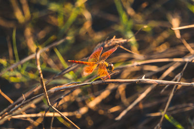 Close-up of butterfly on plant