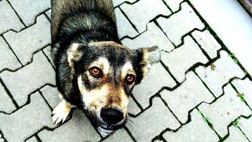 Portrait of dog on footpath