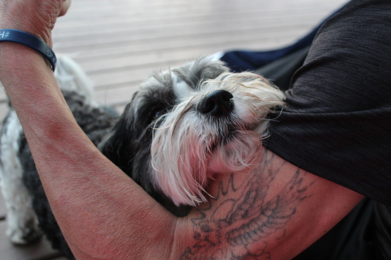 domestic animals, domestic, pets, one animal, mammal, canine, dog, vertebrate, real people, one person, animal hair, midsection, human hand, focus on foreground, hand, pet owner, human body part, small