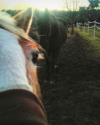 Horse grazing on grass