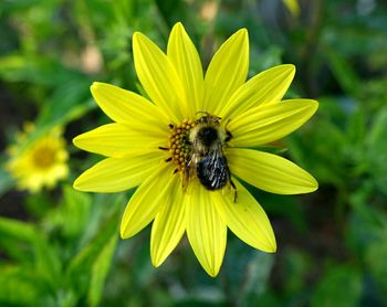 Bee on yellow flower