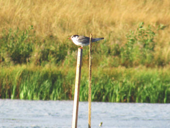 Bird perching on wooden post