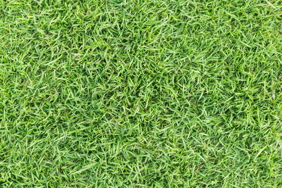 Full frame shot of grass on field