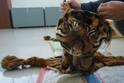Midsection of cat relaxing on floor at home