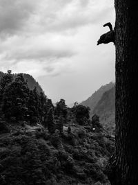 Low angle view of trees on mountain against sky