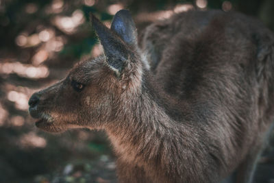 Close-up of kangaroo on field
