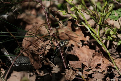 Close-up of lizard