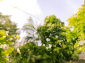 Low angle view of plants against sky